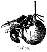 frelon.gif (16865 octets)