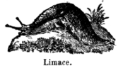 limace.gif (24163 octets)