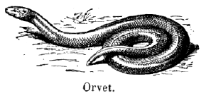 orvet.gif (24872 octets)