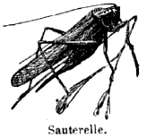sauterel.gif (19233 octets)
